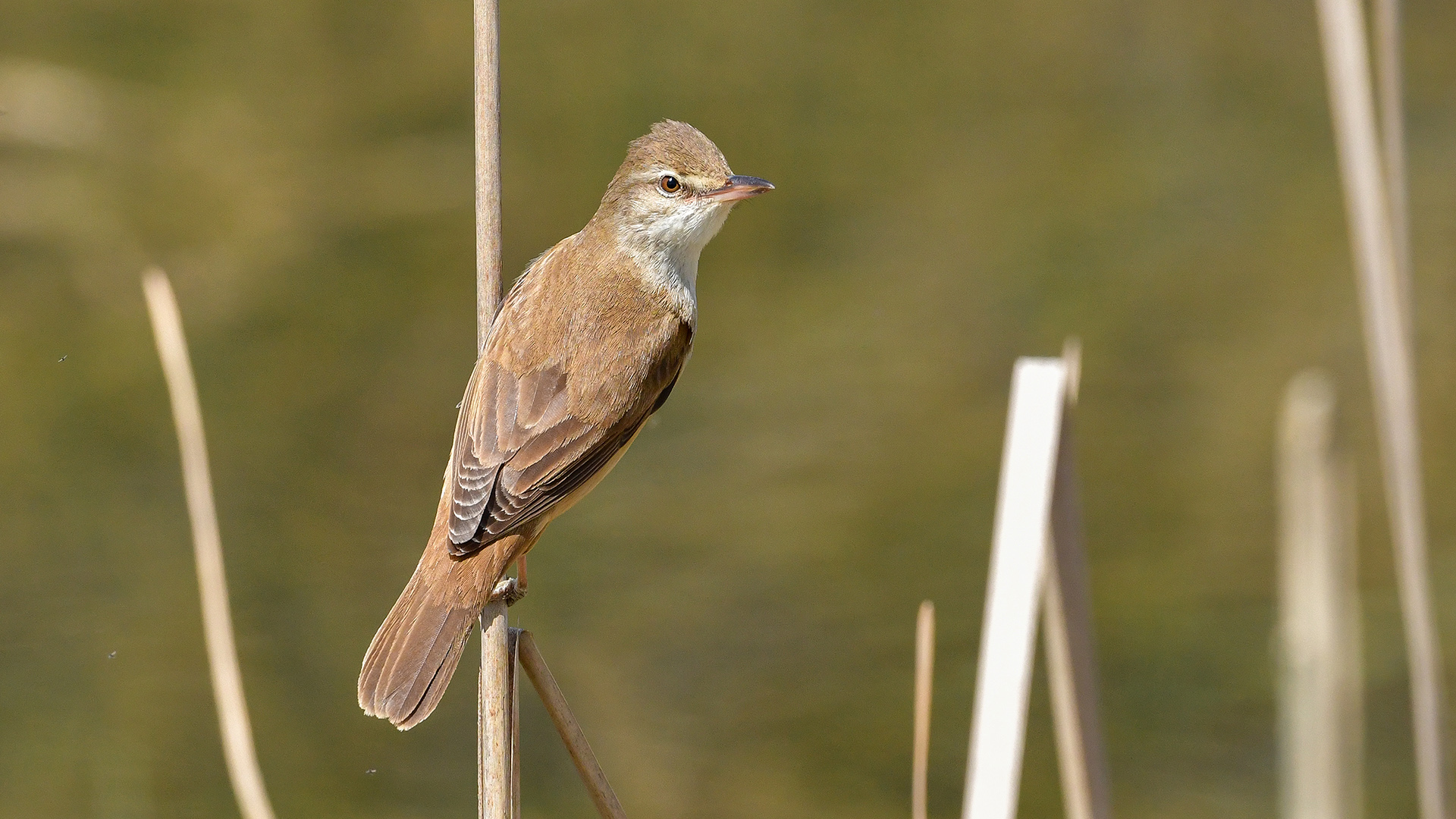 Great Reed Warbler